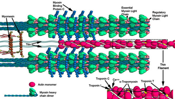 Thick & Thin Filaments